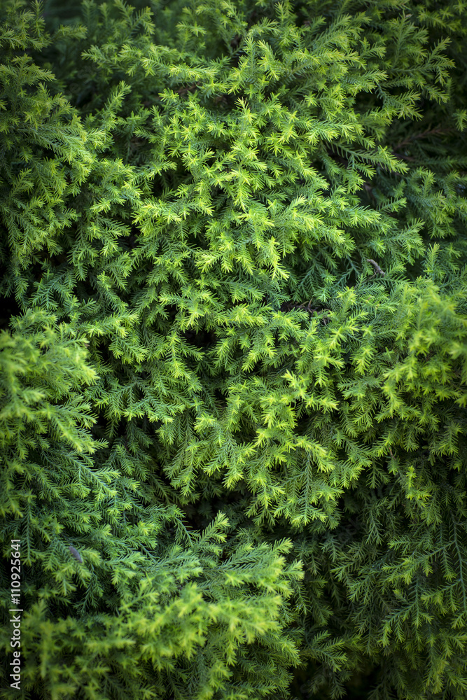 Tree Tree