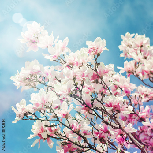 Magnolia blossom with a sun flare. Spring. Square. Toned image