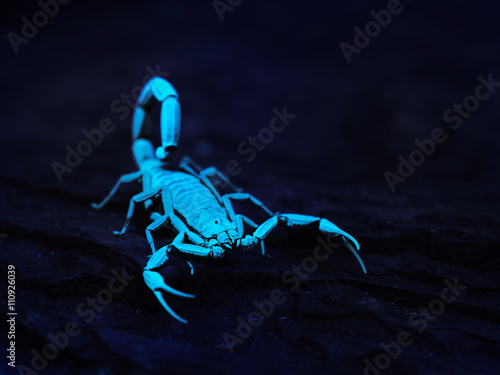 Bright blue scorpion Centruroides gracilis glowing under UV ligh