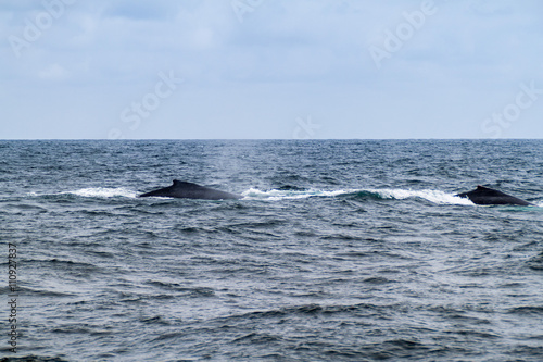 Humpback whales (Megaptera novaeangliae) in Machalilla National Park, Ecuador