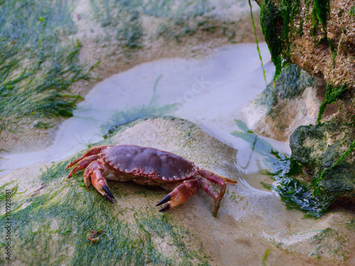 Edible crab (Cancer pagurus) on sand covered with algi during low tide