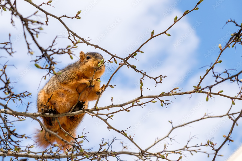 Fox squirrel eating leaf buds perched in a tree
Fox squirrel eating leaf buds perched in a tree