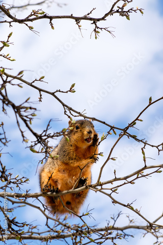 Fox squirrel eating leaf buds perched in a tree
