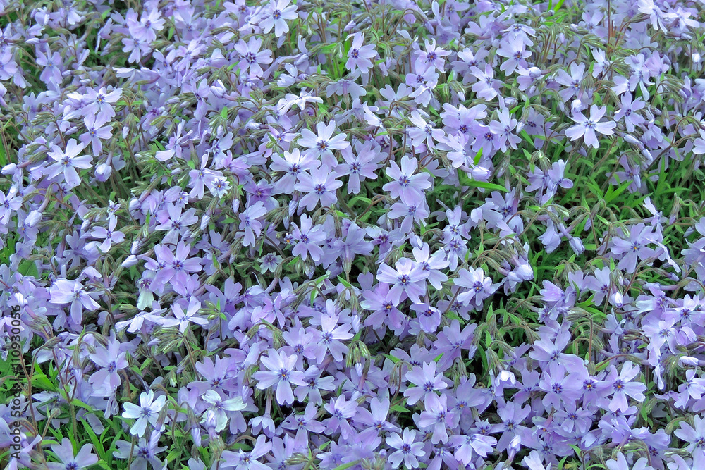 花 花