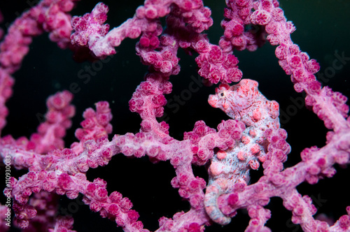 Fotografie pygmy seahorse
