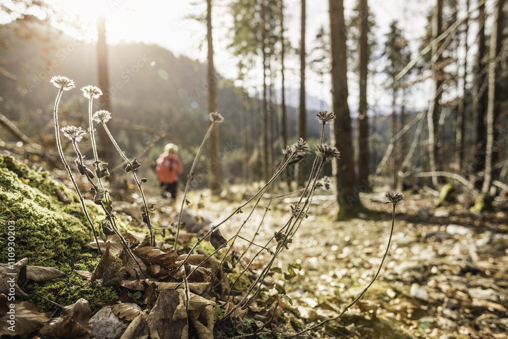 Distant view of young female hiker in forest, Reutte, Tyrol, Austria Distant view of young female hiker in forest, Reutte, Tyrol, Austria