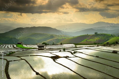 Cornfield sunset of Thailand.