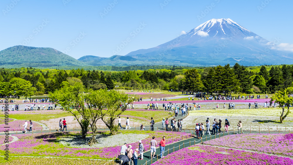 Φωτογραφία Fuji with the field of pink moss at Shibazakura festival, Yamana