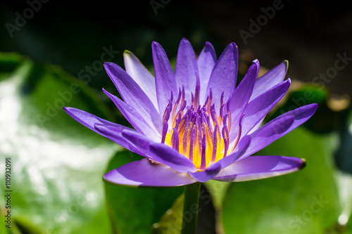 Beautiful purple lotus flower  Violet lotus blooming in the pond  Closeup lotus flower  Lotus violet flower of thailand.