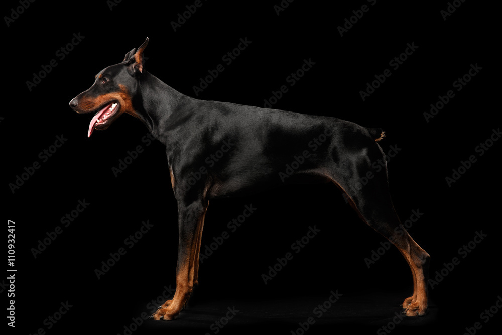 Doberman Pinscher Dog Standing and Looking in front of him on isolated  Black background, Side view Stock Photo | Adobe Stock