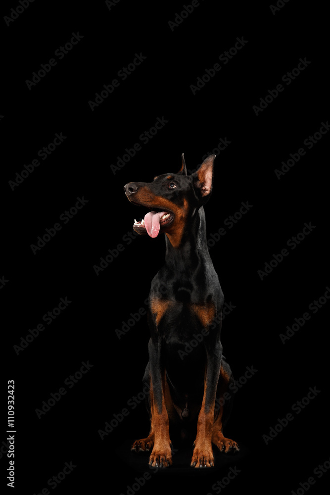 Smiled Doberman Pinscher Dog Sitting and Looking up on isolated Black background, front view