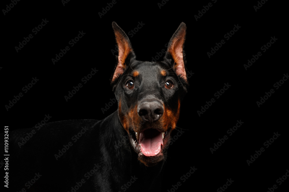 Closeup portrait of Doberman Pinscher Dog Looking in Camera on isolated Black background Closeup portrait of Doberman Pinscher Dog Looking in Camera on isolated Black background