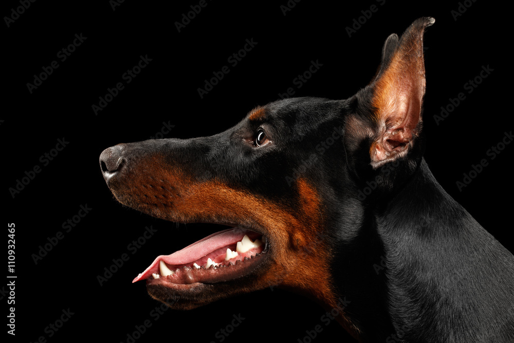 Closeup Doberman Pinscher Dog in Profile view on isolated Black background