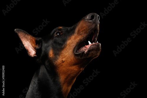 Tablou pe pânză Closeup portrait of howling Doberman Pinscher Dog on isolated Black background