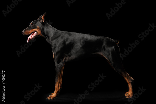 Doberman Pinscher Dog Standing and Looking in front of him on isolated Black background, Side view