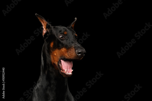 Closeup portrait of Funny Doberman Pinscher Dog Surprised Opened mouth on isolated Black background