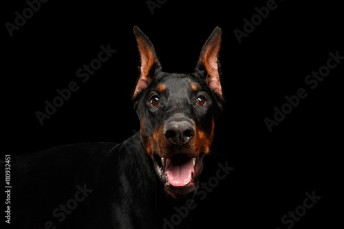 Closeup portrait of Doberman Pinscher Dog Looking in Camera on isolated Black background