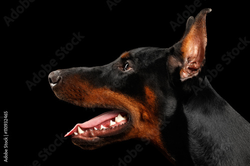 Closeup Doberman Pinscher Dog in Profile view on isolated Black background
