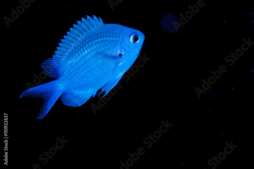 chromis