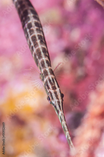 trumpetfish photo