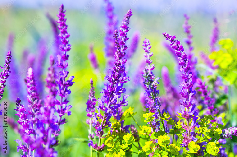 Meadow with wild purple and violet flowers - salvia nemorosa Meadow with wild purple and violet flowers - salvia nemorosa