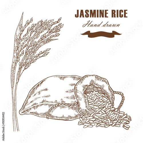 Thai jasmine rice in sack. Rice plant hand drawn. Vector 