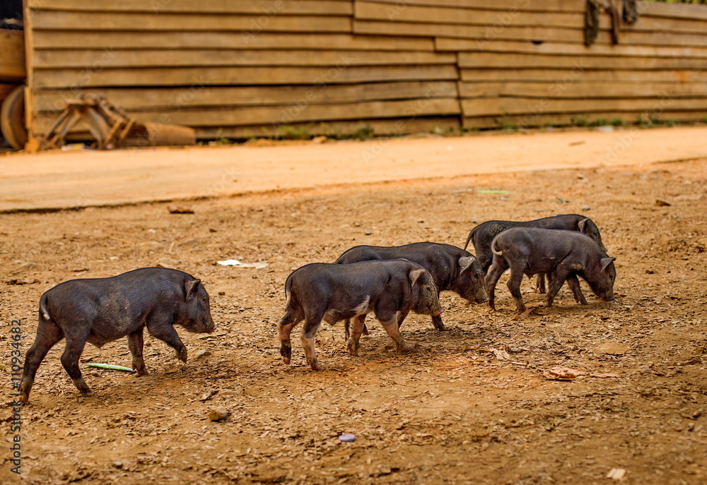 Cute piglet on sand Cute piglet on sand