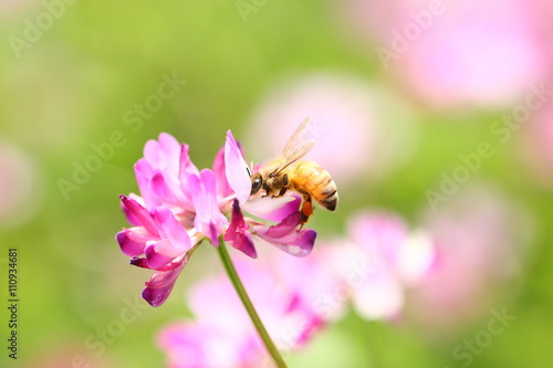 【春の風景 レンゲ蜜を集める蜜蜂】