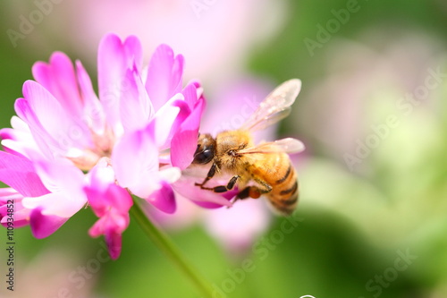 【春の風景 レンゲ蜜を集める蜜蜂】
