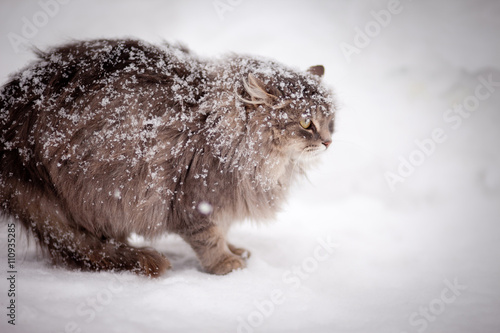 Fényképezés Fluffy cat on the snow snowbound