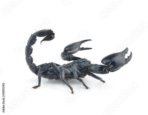Scorpion isolated on white