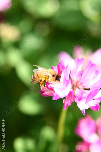【春の風景　レンゲ蜜を集める蜜蜂】