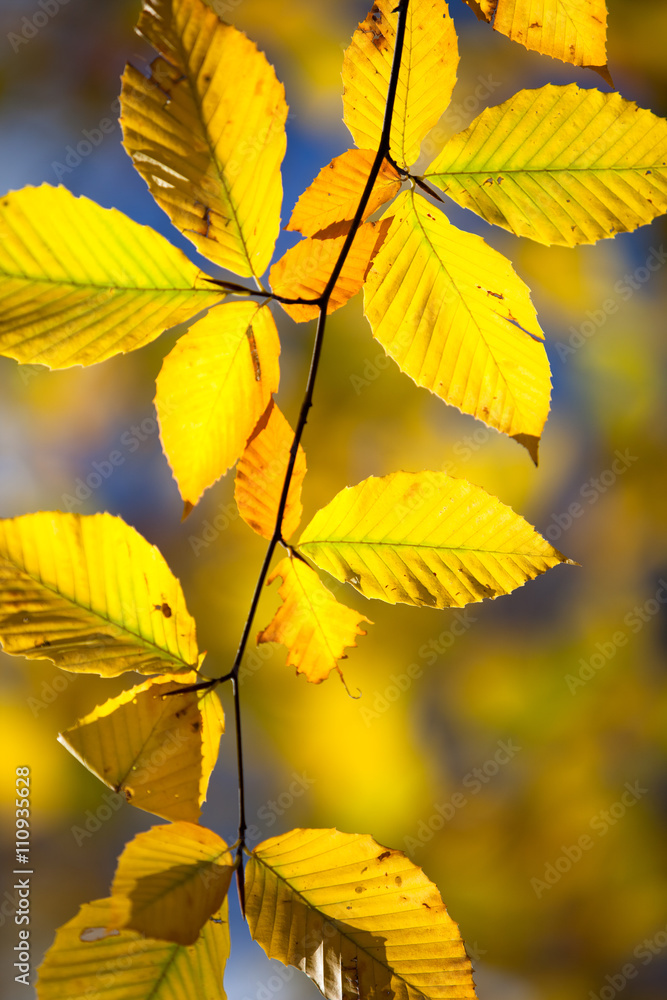 image of autumn leaves. image of autumn leaves.