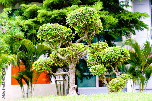 Khoi, Siamese rough bush in the public park. photo