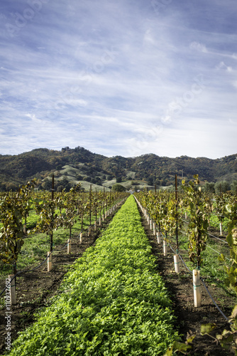 View of vineyard and vines, Ukiah, California, USA photo