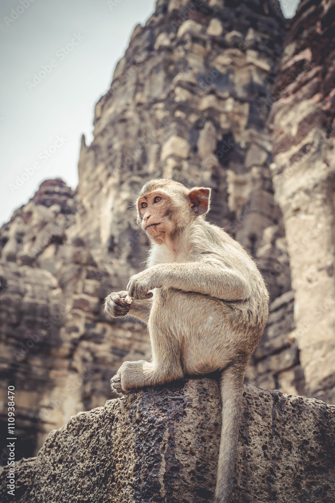 Monkey Sitting In The Ancient Temple