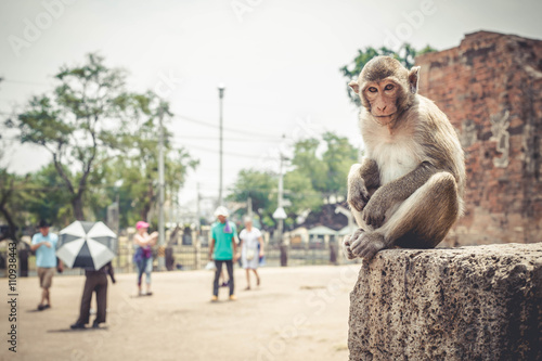 Sticker poor young monkey waiting the food from tourist