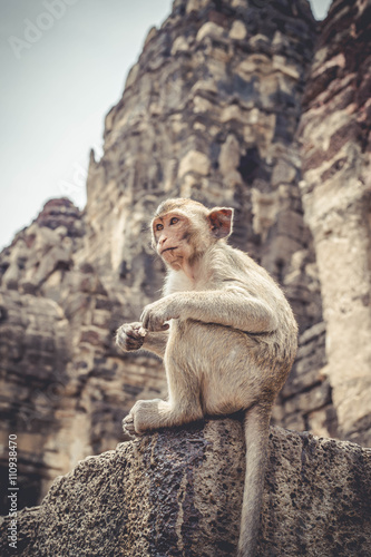 Monkey Sitting In The Ancient Temple