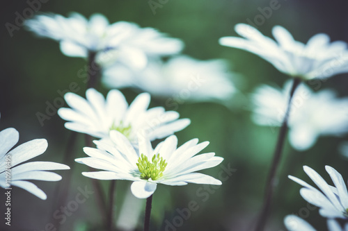 Anemone Blanda (Greek Windflower) in the garden. Shallow depth of field. Toned image.