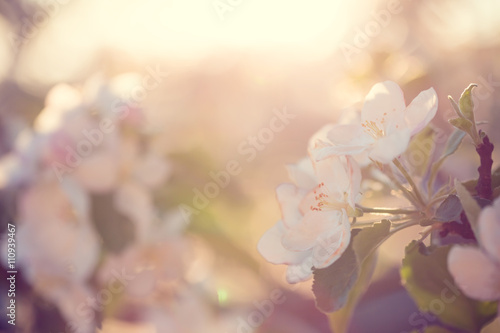 Beautiful blooming Apple trees in spring on a Sunny day. soft focus, natural blur © Ievgenii Meyer