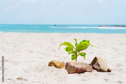 Canvas Print Small tree on the beach surrounding with rocks