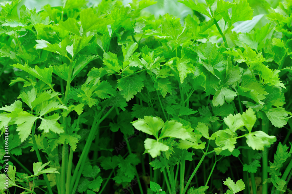 Green coriander in growth at vegetable garden Green coriander in growth at vegetable garden