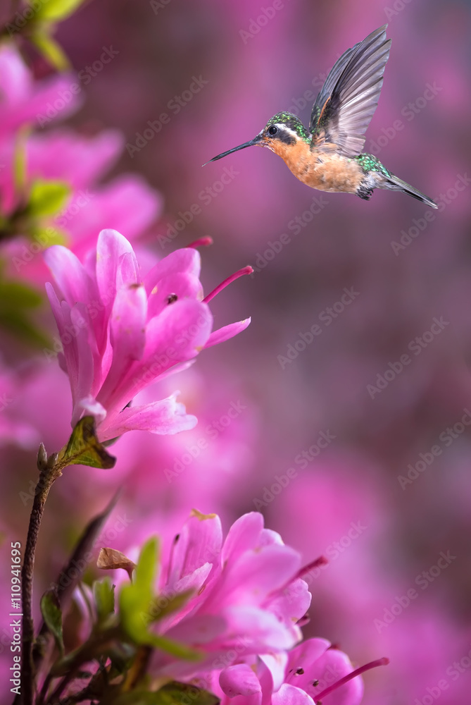 Hummingbird over pink flowers background