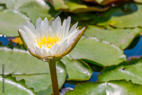 Beautiful Lotus in pond