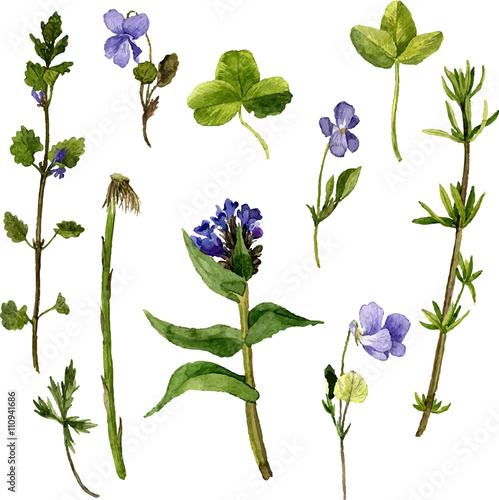 vector set of watercolor drawing herbs and leaves