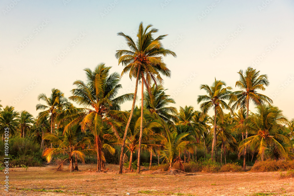 Palm trees at sunset on GOA Beach. India. 