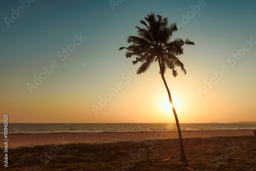 Fototapeta Naklejka Na Ścianę i Meble -  Lonely palm tree at sunset on the beach of GOA in India