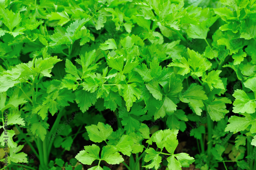 green celery in growth at vegetable garden green celery in growth at vegetable garden