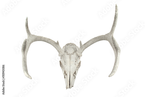animal skull with thorns.