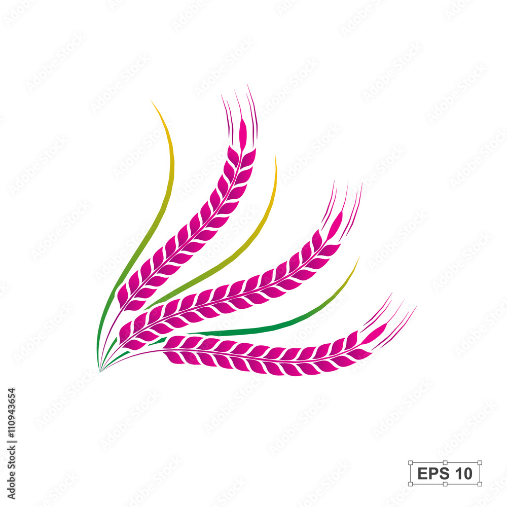 Obraz premium Rice,Rice berry,Vector illustration